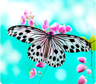 happy spring! butterflybluesky istock photo by  szefei